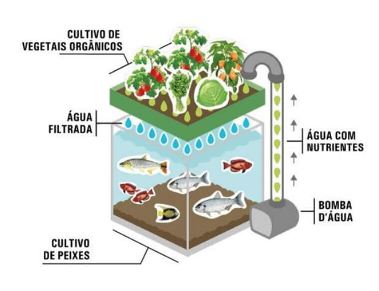 Aquaponics project, which integrates pisciculture and hydroponics, to be put into practice in Espirito Santo.