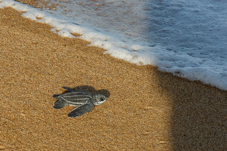 The Pro-Tamar Foundation to be Renova's partner in monitoring sea turtles. 