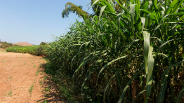 Plano de apoio às atividades agropecuárias prevê ações de reparação e compensação aos produtores rurais
