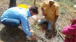 Planting of more than 300 thousand seedlings along the springs of the Doce River has started.