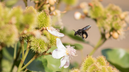 Criação de abelhas sem ferrão proporciona nova fonte de renda no Espírito Santo