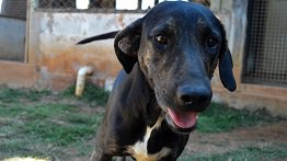 Animais resgatados em Mariana esperam um novo lar em feira de adoção