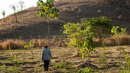 RENOVA FOUNDATION LAUNCHES RFP FOR FOREST RESTORATION PROGRAM