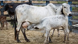 Renova e Emater realizam curso para criadores de gado leiteiro em Barra Longa