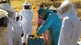 Curso sobre produção de mel é realizado em Dionísio, no Vale do Aço (MG)