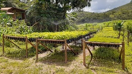 FARMERS IN MARIANA AND BARRA LONGA (MG) CONTRIBUTE TO DOCE RIVER BASIN REFORESTATION