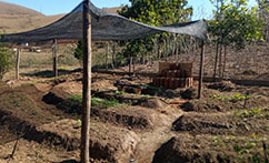 IMPLEMENTATION OF GARDENS AND ORCHARDS STRENGTHENS SUSTAINABLE AGRICULTURE IN MUNICIPALITIES OF MINAS GERAIS