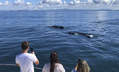 Institutos promovem turismo de observação de baleias-jubarte e ações de preservação da vida marinha