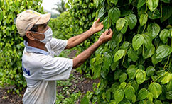 PRODUCERS FROM NINE ESPIRITO SANTO SETTLEMENTS WILL HAVE SUPPORT FOR THE COFFEE AND BLACK PEPPER PRODUCTION CHAINS