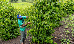 Partnership With Coopterra Promotes Support To Rural Producers Of Black Pepper