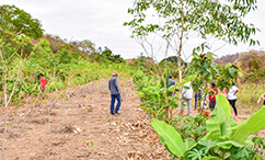 Partnership With Settlements Stimulate Fruit Farming In Mining Municipalities